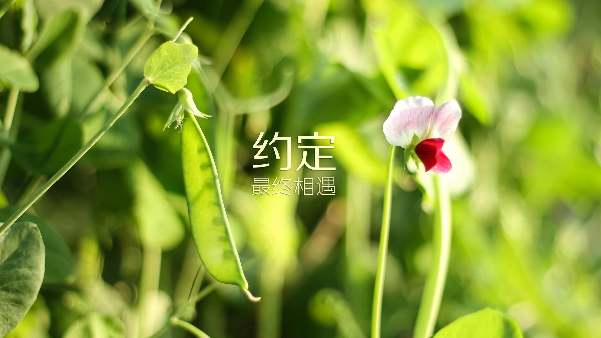 中国足球换帅潮来袭，新任主教练带来新希望，中国足球队现任主教练