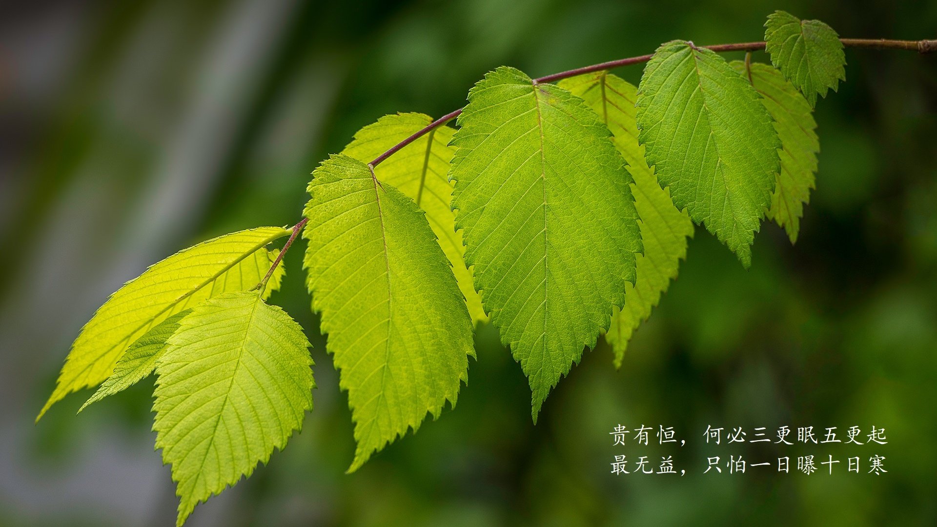 意甲跨俱乐部球员数据共享平台可行性分析，意甲转会费记录